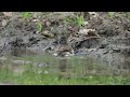 the spotted flycatcher and the blackcap bird taking a bath in a natural pond