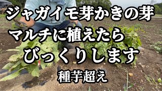 芽かきしたジャガイモの芽をマルチに植えるととんでもないサイズになります！【家庭菜園】【ジャガイモ栽培】