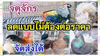 อัปเดตราคาไก่ ไก่ฟ้า เป็ด ห่าน นกยูง ฯลฯ ลดแบบไม่ต้องต่อราคา จตุจักร ร้านพี่กุ้ง จัดส่งได้ทุกจังหวัด