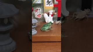 大ジャンプでコオロギを捕食する子ガエル #shorts #カエル #飼育 #給餌