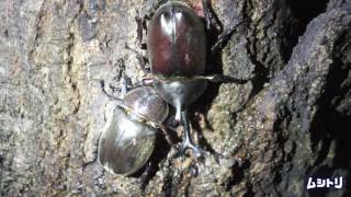 【カブトムシ】野生のカブトムシ 1