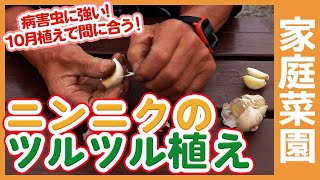 10月植えで間に合う！家庭菜園で出来るニンニクのツルツル植えを解説！にんにく栽培で病害虫にも強い植え方を紹介【農家直伝】