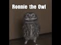 Ronnie the Owl