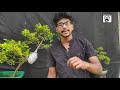 how to air layering large branch easiest method අත්තක් පැල කරන පහසුම ක්‍රමය episode 15