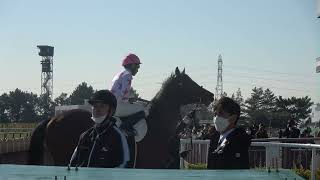 4歳以上1勝クラス 現地本馬場入り動画 ヴィルヘルム ショウナンアレス エアミアーニ アナレンマ マテンロウエール 2022/1/16 中京競馬場 7R