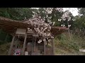 4k hdr 山口 荒玉社のシダレザクラ yamaguchi sakura at aratamasha