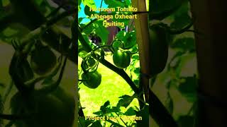 Heirloom Tomato Albenga Oxheart-SE3-Project Food Garden