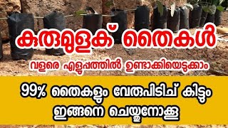 #കുരുമുളകു തൈകൾ വളരെ എളുപ്പത്തിൽ ഉണ്ടാക്കിയെടുക്കാം (how to grow black pepper plant at home2019)