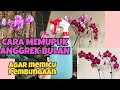 CARA MEMUPUK ANGGREK BULAN - Agar Memicu Pembungaan