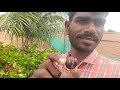 cherry tree in indian telugu agri vlogs from indian rythubata cherry