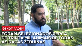 Cerca de 30 mil animais selecionados para genotipagem no Programa  Melhoramento Genético de Zebuínos