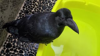 何度もカラスの行水で羽ばたいてスッキリ