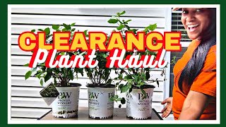 Clearance Plant Haul | What I'm Planting | Kreatyve Gardenista