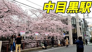 【桜が綺麗！】中目黒駅構内\u0026周辺を散策！東急東横線、東京メトロ日比谷線　東京都目黒区　2022年3月