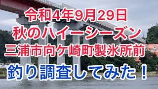 三浦市向ケ崎町製氷所前、早朝調査してみた。#シーバス#イナダ#城ヶ島大橋＃ルアーフィッシング