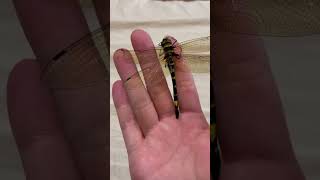 【dragonfly】褐色に煙った翅が味わい深いキイロヤマトンボ老熟♀