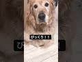 ゴールデンレトリバーがびっくりした！！（犬の可愛い映像） 愛犬 おすすめ 運営さん大好き ゴールデンレトリバー shorts