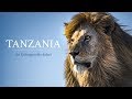 Unforgettable Safari Adventures on the Serengeti in Tanzania 🇹🇿