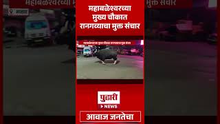 Pudhari News | महाबळेश्वरच्या मुख्य चौकात रानगव्याचा मुक्त संचार #mahabaleshwar #shorts