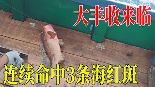 深海区放排钩，上来三条海红斑，海红斑为什么比其他石斑鱼要贵？【南澳岛记录员彪哥】