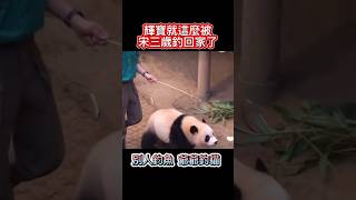 別人釣魚 爺爺釣貓 輝寶就這麼被釣回家了 #大熊猫 #熊貓 #cute #cutepanda #貓熊 #animals #funny #panda #輝寶 #輝宝 #huibao #宋寶