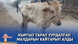 КЫРГЫЗ ТАРАП УУРДАЛГАН МАЛДАРЫН КАЙТАРЫП АЛДЫ