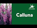 Besenheide - Calluna vulgaris