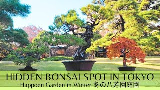 Hidden Bonsai Spot in Tokyo, Happoen Garden in Winter 2024 都会の喧騒を離れた盆栽スポット、2024年冬の八芳園庭園