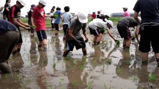 学校田の田植え