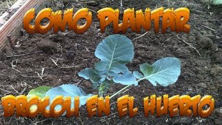Como Plantar Brocoli En El Huerto || Huerto Organico || La Huertina De Toni