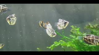 baby mactostoma and chocolate gourami growing up now.