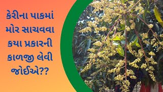 કેરીના પાકમાં મોરને સાચવવા માટે કયા પ્રકારની કાળજી લેવી જોઈએ??????