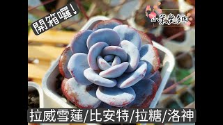 多肉開箱囉/修根上盆完整紀錄/拉威雪蓮/比安特雪爪/拉糖/洛神/新買的多肉脫盆檢查超級重要|多肉植物|小茉愛多肉|