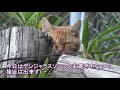 階段を下る時、足に抱き付きながら猛烈に甘えてきた人懐っこい三毛の野良子猫が可愛すぎる😻