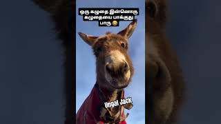 ஒரு கழுதையை இன்னொரு கழுதை பார்க்கும் அரிய காட்சி 🤣🤣🤣🤣🤣🤣 #arrahman #anirudh #music #bgm