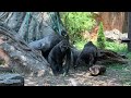 silverback and infant gorilla follow at femaleシルバーバックと子供ゴリラが後からついてくる