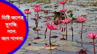 মিষ্টি জলের সুগগ্ধি লাল জল শাপলা || শালুক ফুল|| জল শাপলা ||Water lily|| BeautifulindianFlower