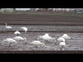 琵琶湖のコハクチョウと水辺　4k