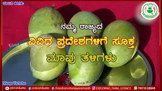 ಹೆಚ್ಚುಇಳುವರಿಗೆ ಮಾವಿನ ತಳಿಗಳುcommercial mango varieties karnataka@krishikatte#mangovarieties#highyield