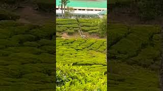 തേയില ഉണ്ടാക്കുന്നത് ഒന്ന് നേരിൽ കാണാം Munnar Tea Factory | Tea powder Production