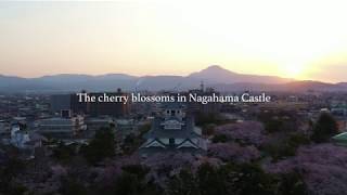 【ドローン空撮】The cherry blossoms in Nagahama Castle 長浜城と桜