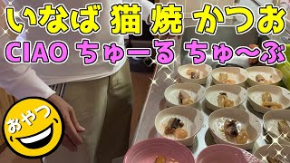 猫たち超大好き！本日のおすすめ いなばの焼きかつお＆ちゅーるのセット ポイント5倍デー