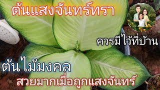 #ต้นแสงจันทร์ทรา#ต้นไม้มงคล#สวยมากเมื่อถูกแสงจันทร์@channel-uo5zm 14กย64