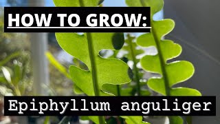 How to grow Epiphyllum anguliger or Disocactus anguliger: The fish bone cactus.