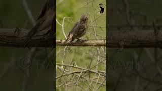 Bird | ಹಕ್ಕಿ | ಪಕ್ಷಿಗಳು | Familiar chat | Birds | Nature | Raghav Pravir