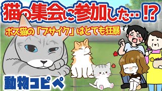 【2ch面白いスレ】猫の集会に参加したことがある 。ボス猫の「ブサイク」はとても狂暴だ。 動物コピペ  【ほっこり2ch】