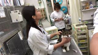 慢性腎臓病、歯周炎の猫のゴンタちゃんの診察と治療