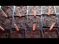 tomato seeds planted for this year rootstock and scions for grafting