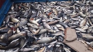 Big Fish Catching Videos In Village | Indian Fishing Video | Katihar River Fish Market.