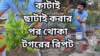 থোকা টগর ফুল গাছের যত্ন ও পরিচর্যা কেমন হবে পর্ব ০২/২০২১ | মাটি প্রস্তুতি ও খাবার  | My Garden